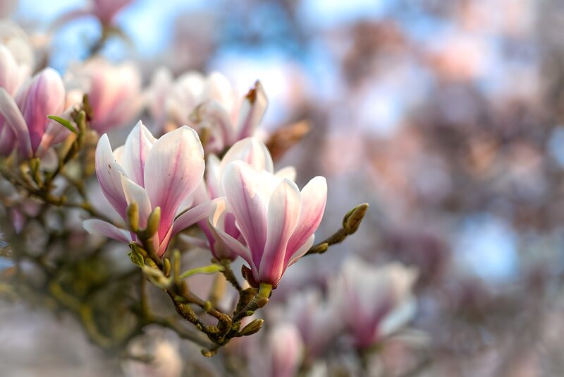 Zarte Magnolienblüten im Frühling