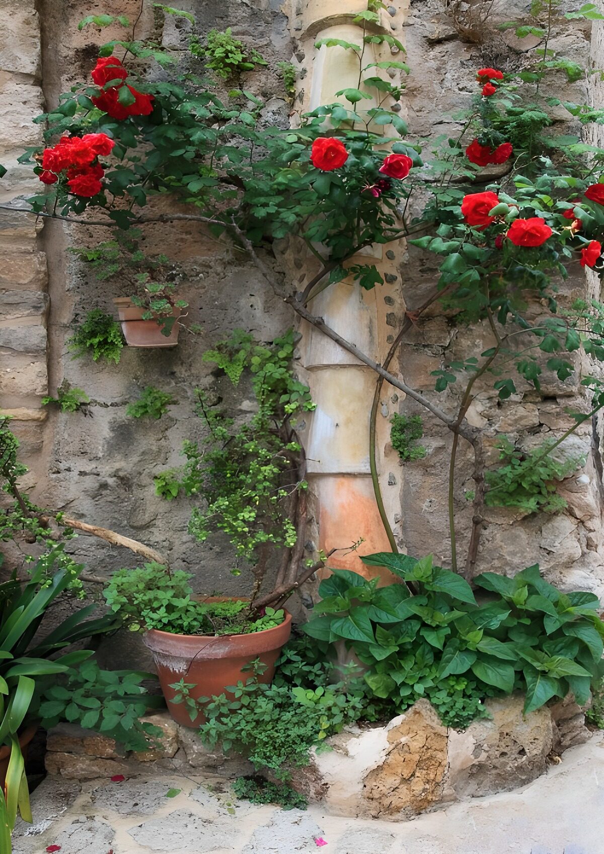 Rosen in einer charmanten Ecke