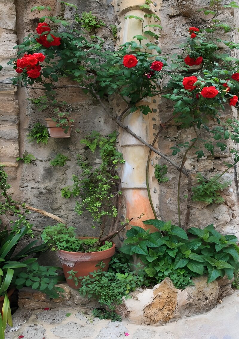 Rosen in einer charmanten Ecke