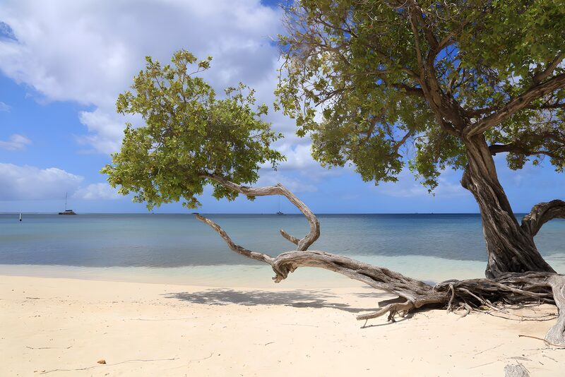 Ruhiger Strand unter einem Baum