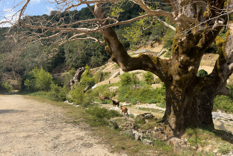 Landschaft mit alten Bäumen und Kühen