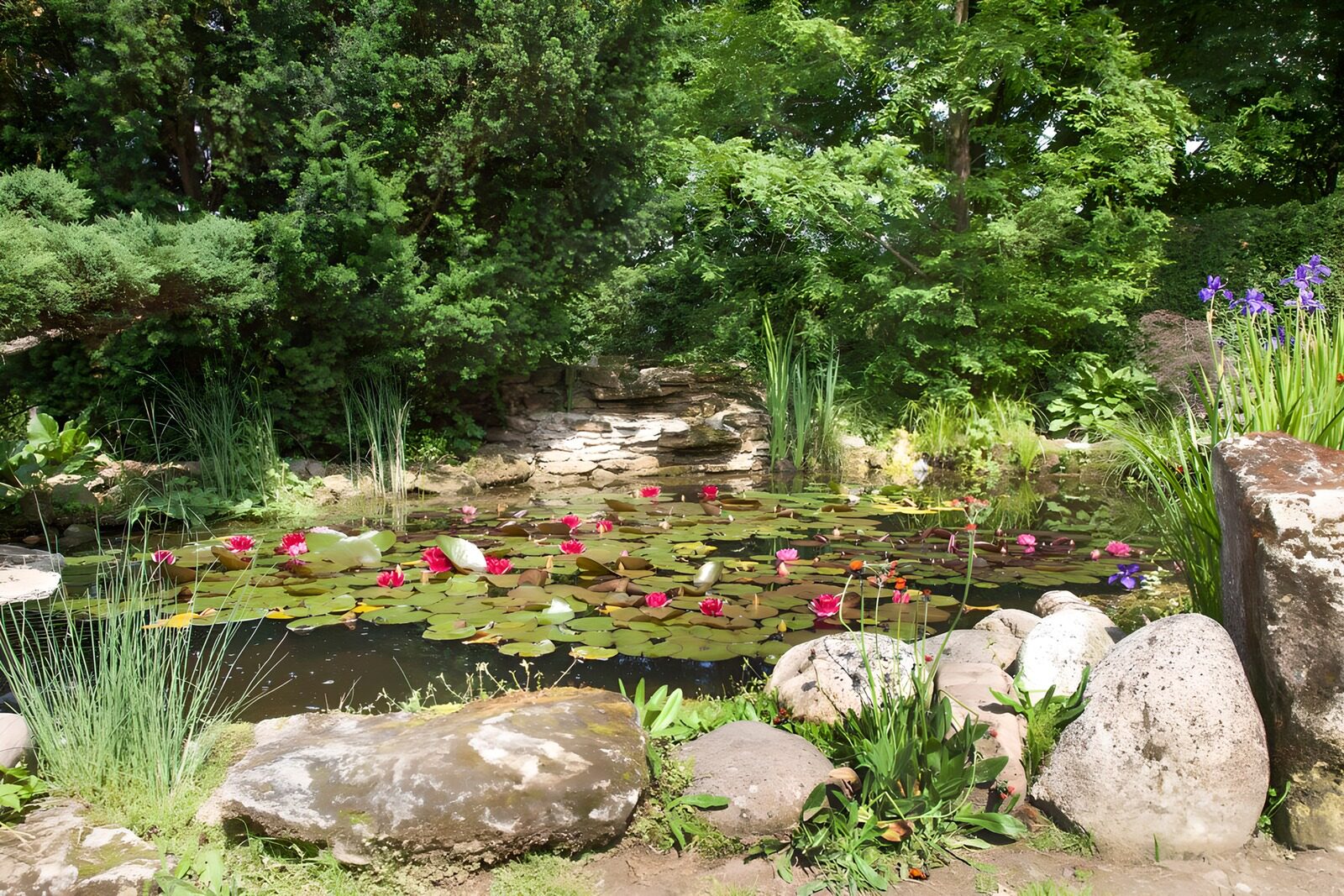 Friedlicher Teich mit Seerosen