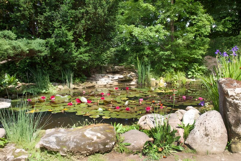 Friedlicher Teich mit Seerosen