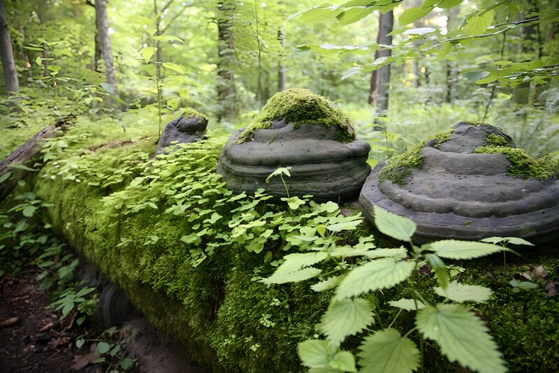 Baumstamm mit Moos und Pilzen