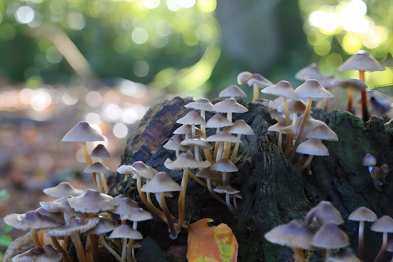 Vielfalt der Pilze im Wald