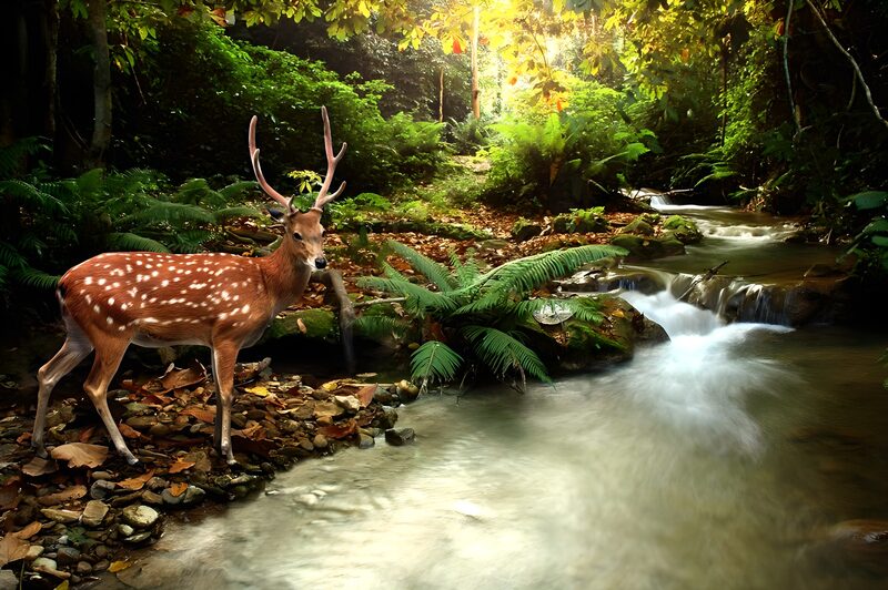 Reh im friedlichen Wald