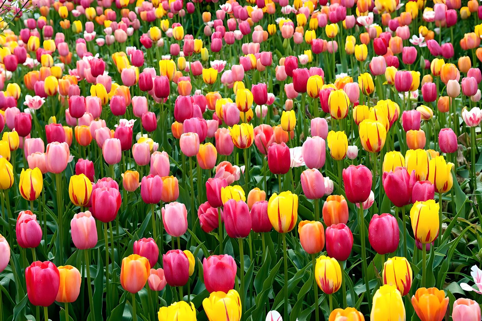 Farbenfrohe Tulpenblüte im Garten