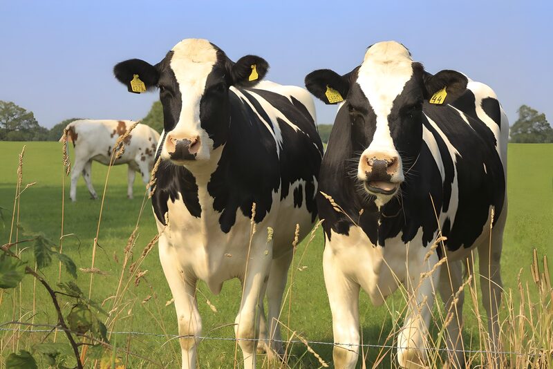 Zwei Kühe auf einer grünen Wiese