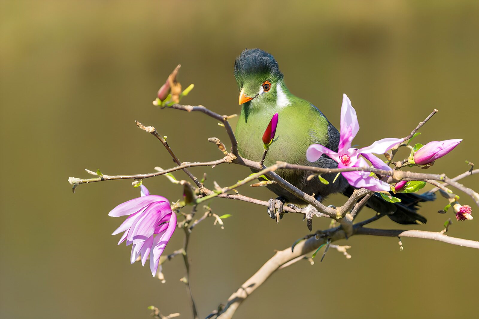 Grüner Vogel auf blühendem Ast