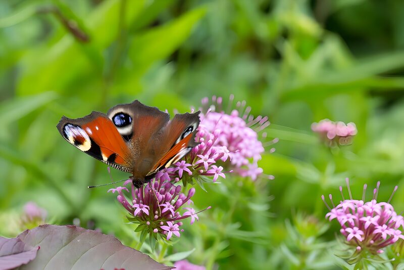 Schmetterling auf blühenden Blumen