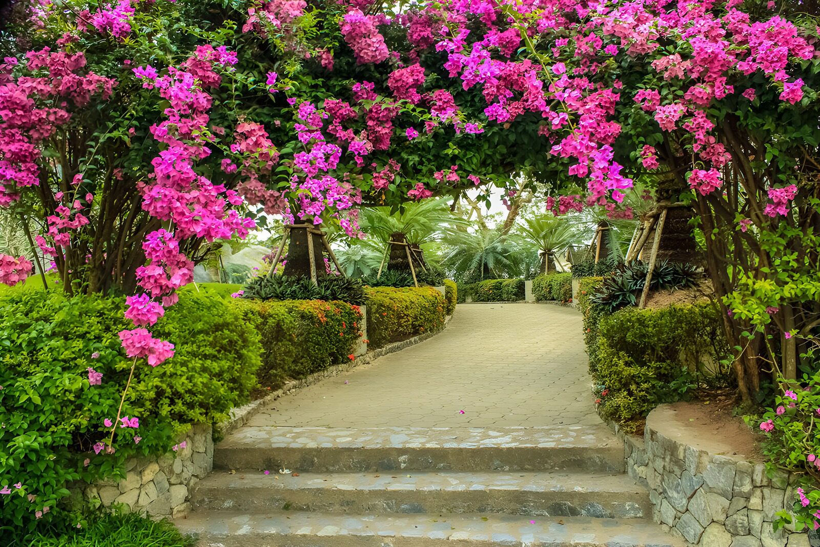 Blühender Gartenweg mit Bougainvillea