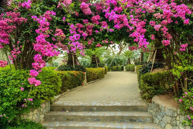 Blühender Gartenweg mit Bougainvillea
