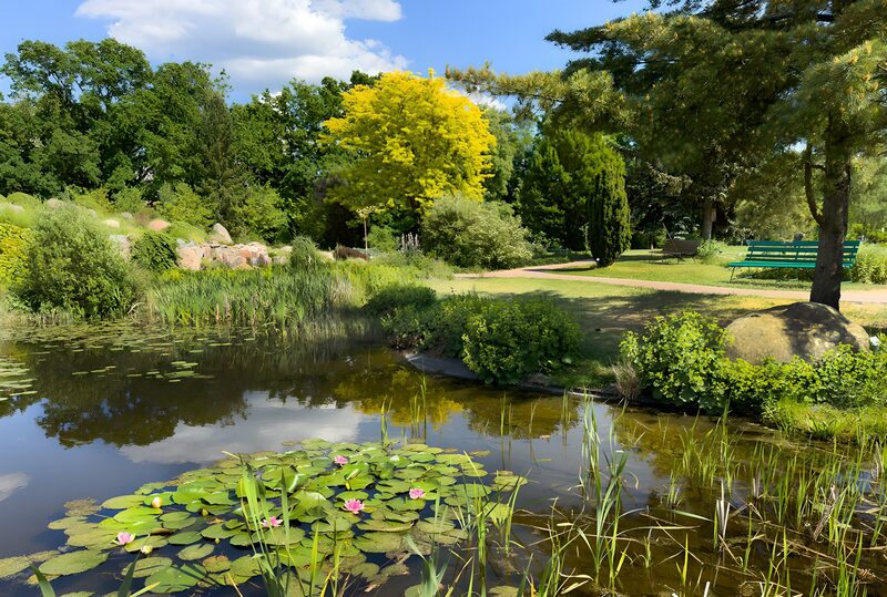Idylle im Park mit Seerosen