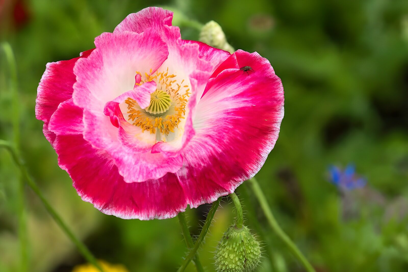 Schöne blühende Mohnblume im Garten