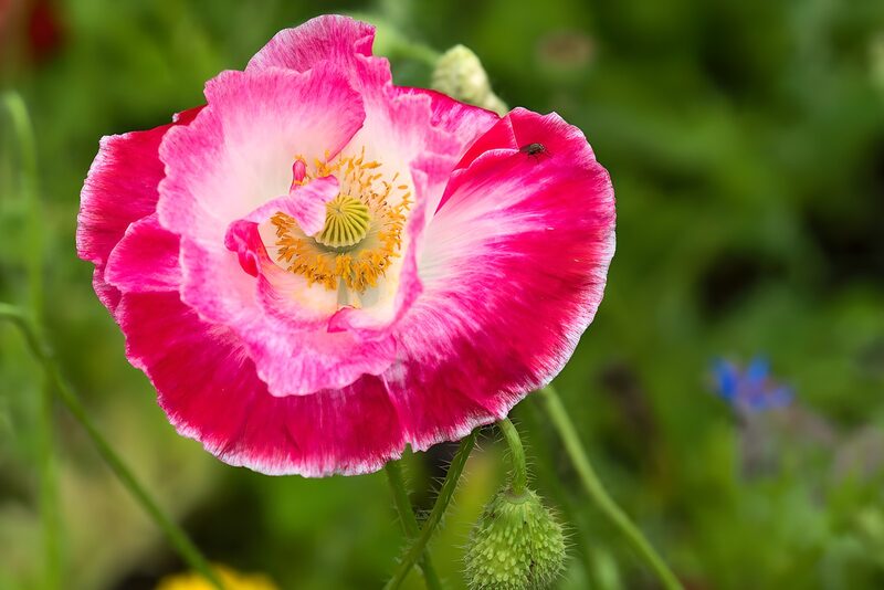 Schöne blühende Mohnblume im Garten