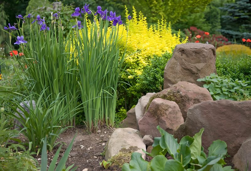 Garten mit lila Schwertlilien und Steinen