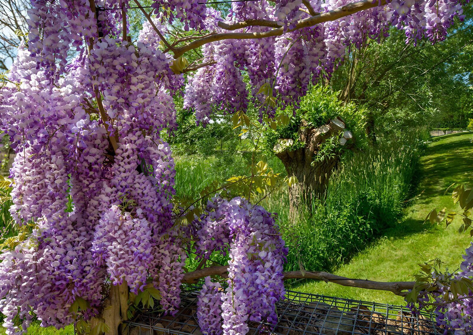 Wisteria-Blüten im Frühling
