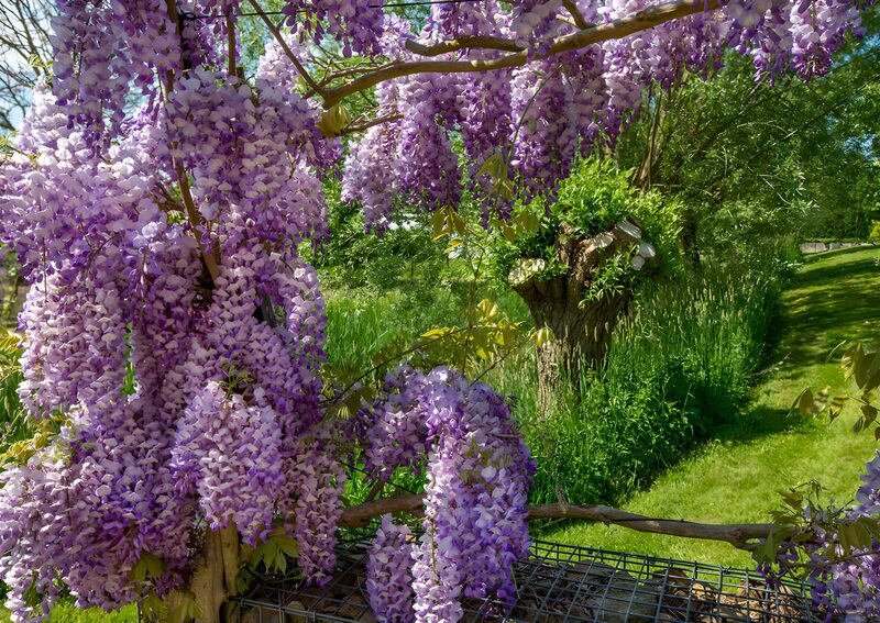 Wisteria-Blüten im Frühling