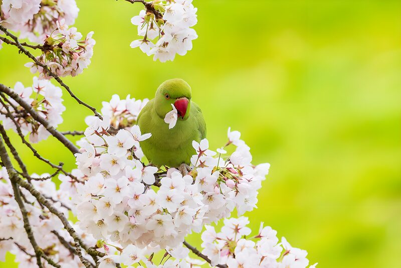 Grüner Papagei unter Kirschblüten