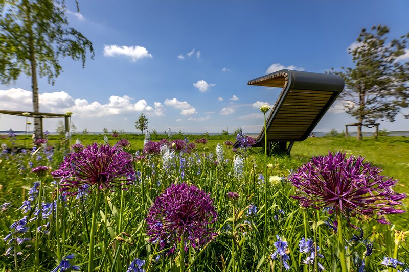 Blühende Wiese mit Ruhebank