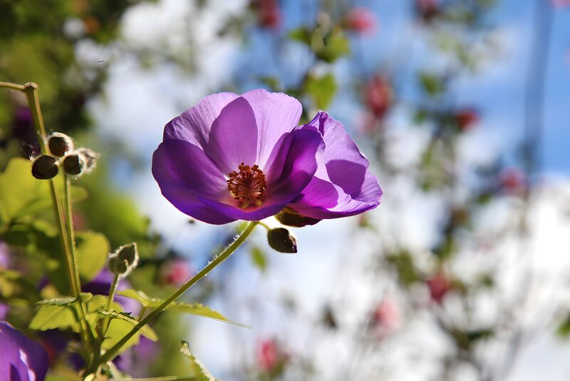Lila Blüte im Sonnenlicht