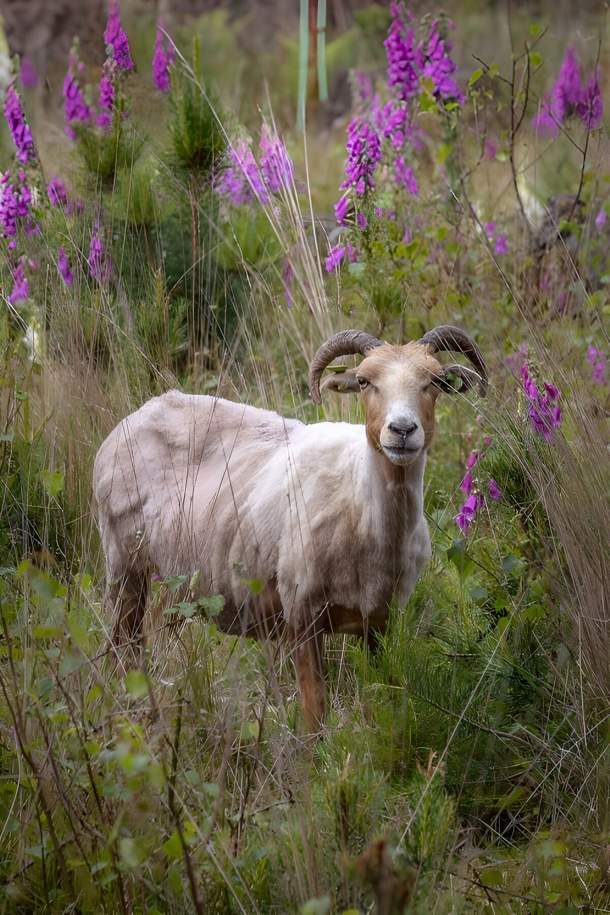 Schaf in blühender Natur