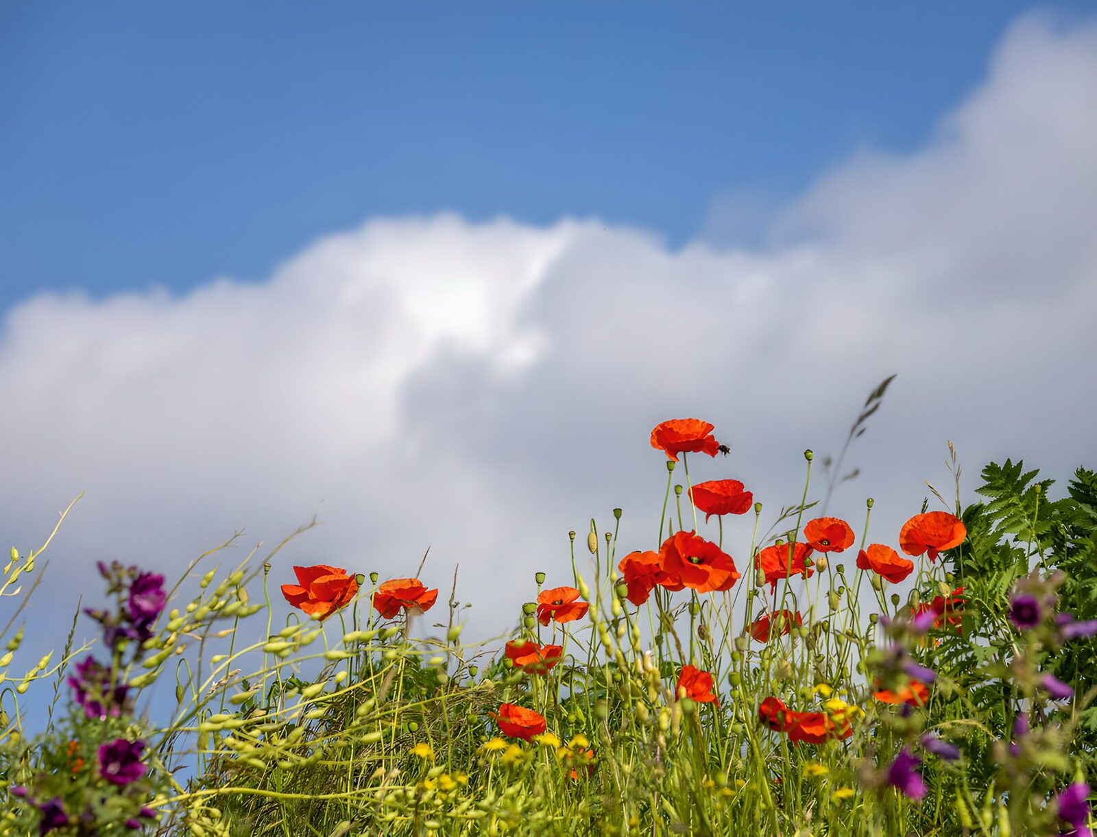 Rote Mohnblumen unter blauen Himmel