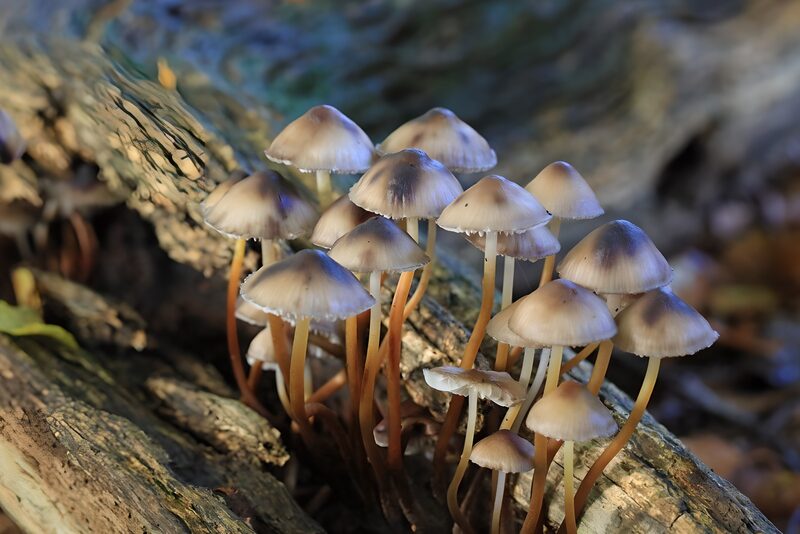 Zauberhafte Pilze auf altem Holz