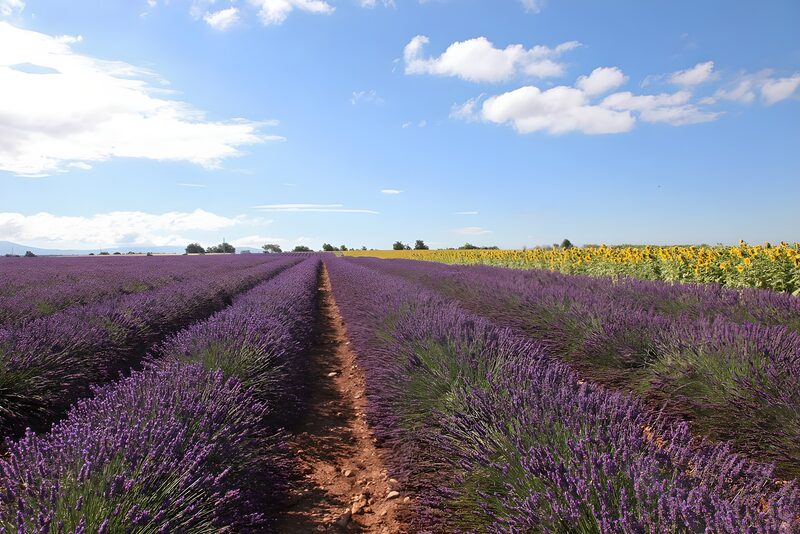 Lavendelfelder und Sonnenblumen