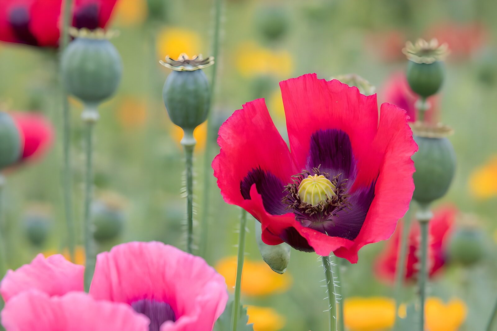Bunte Mohnblumen im blühenden Feld