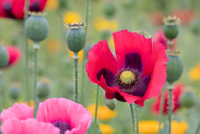 Bunte Mohnblumen im blühenden Feld