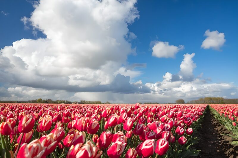 Tulpenfeld unter blauem Himmel
