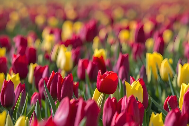 Bunte Tulpenblüte im Frühling