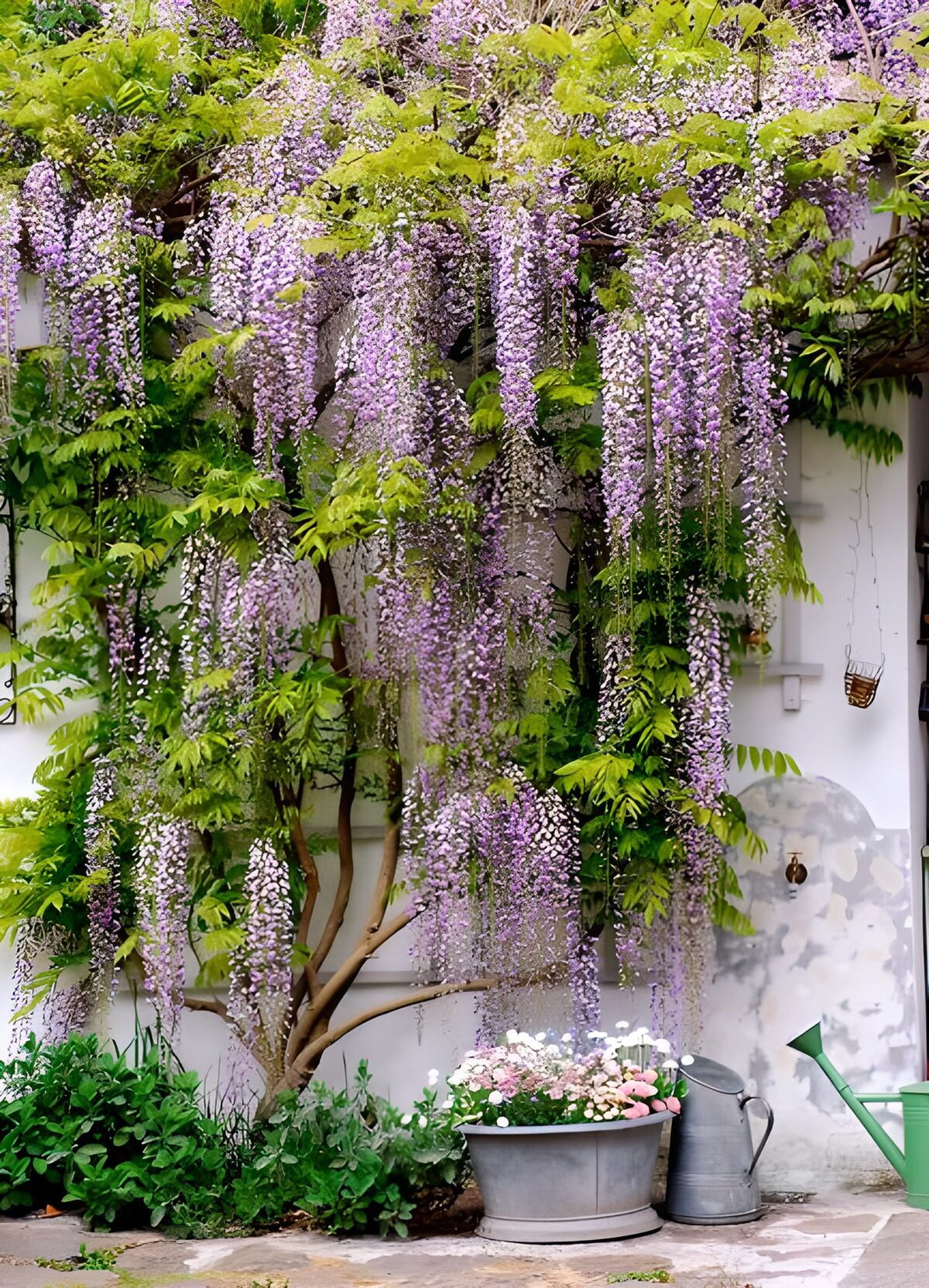 Wisteria in voller Blüte