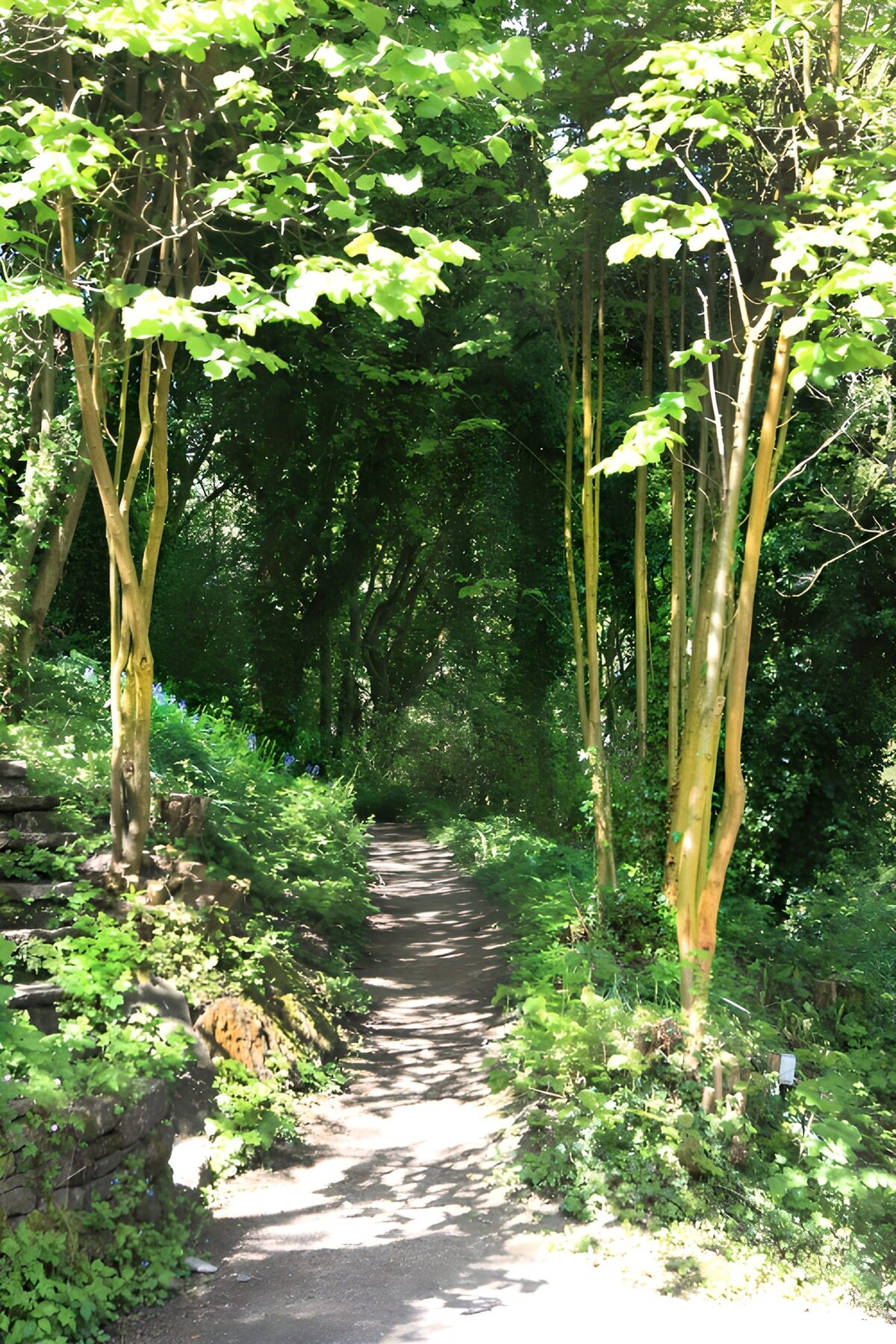 Grüner Weg durch den Wald