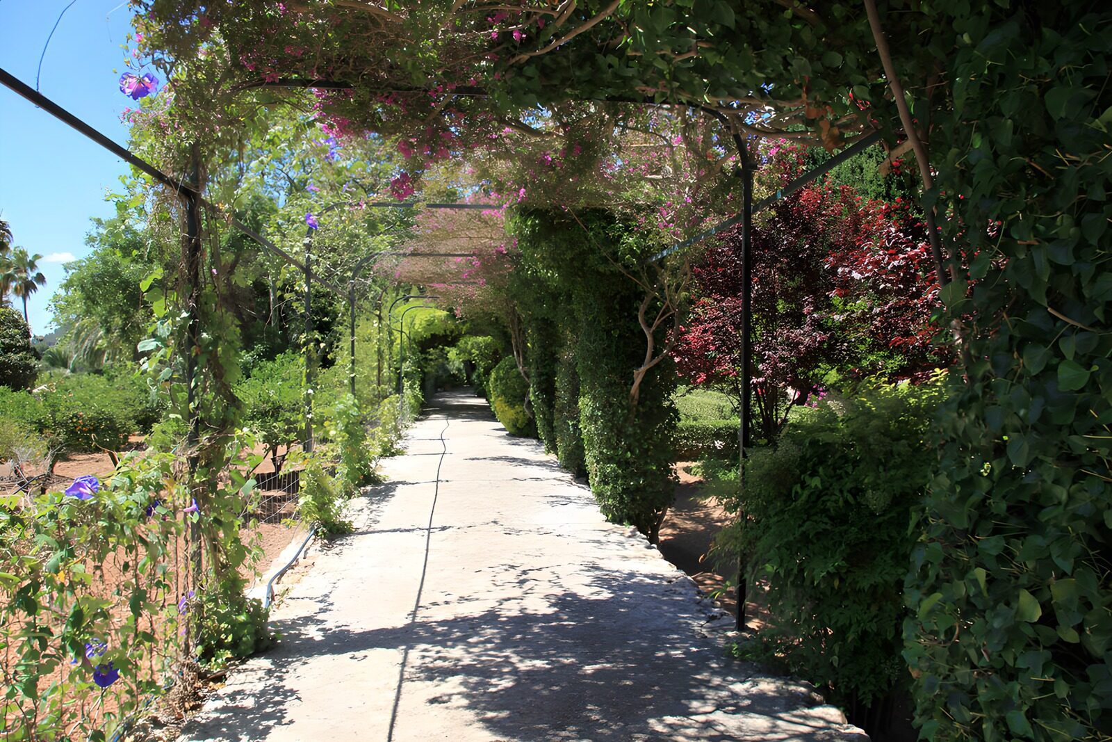 Magischer Gartenweg im Sommer
