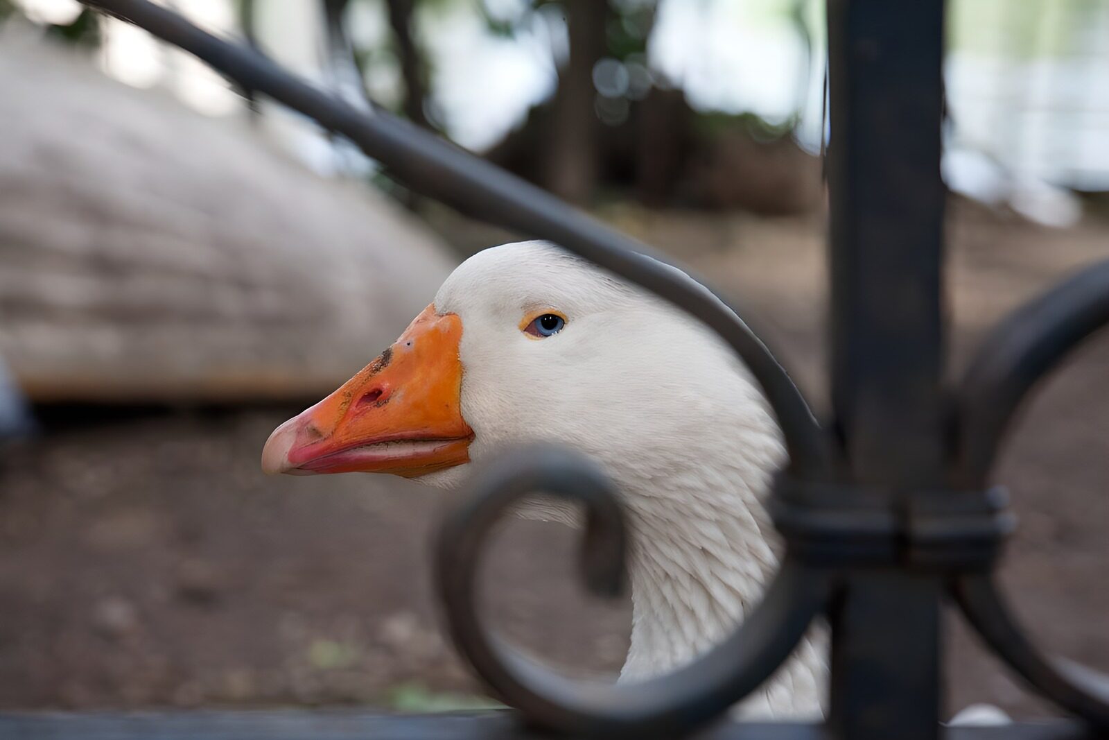 Hinter dem Gitter: Die Gans im Fokus