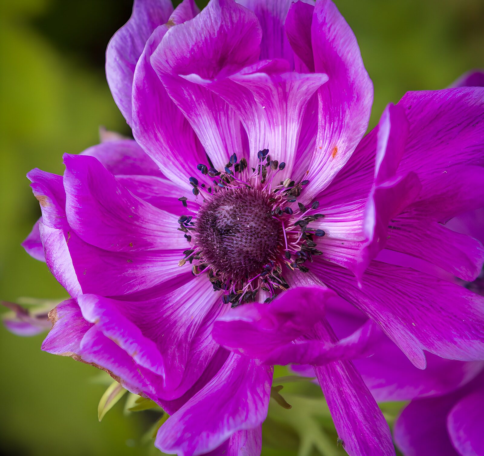 Violette Anemone Nahaufnahme