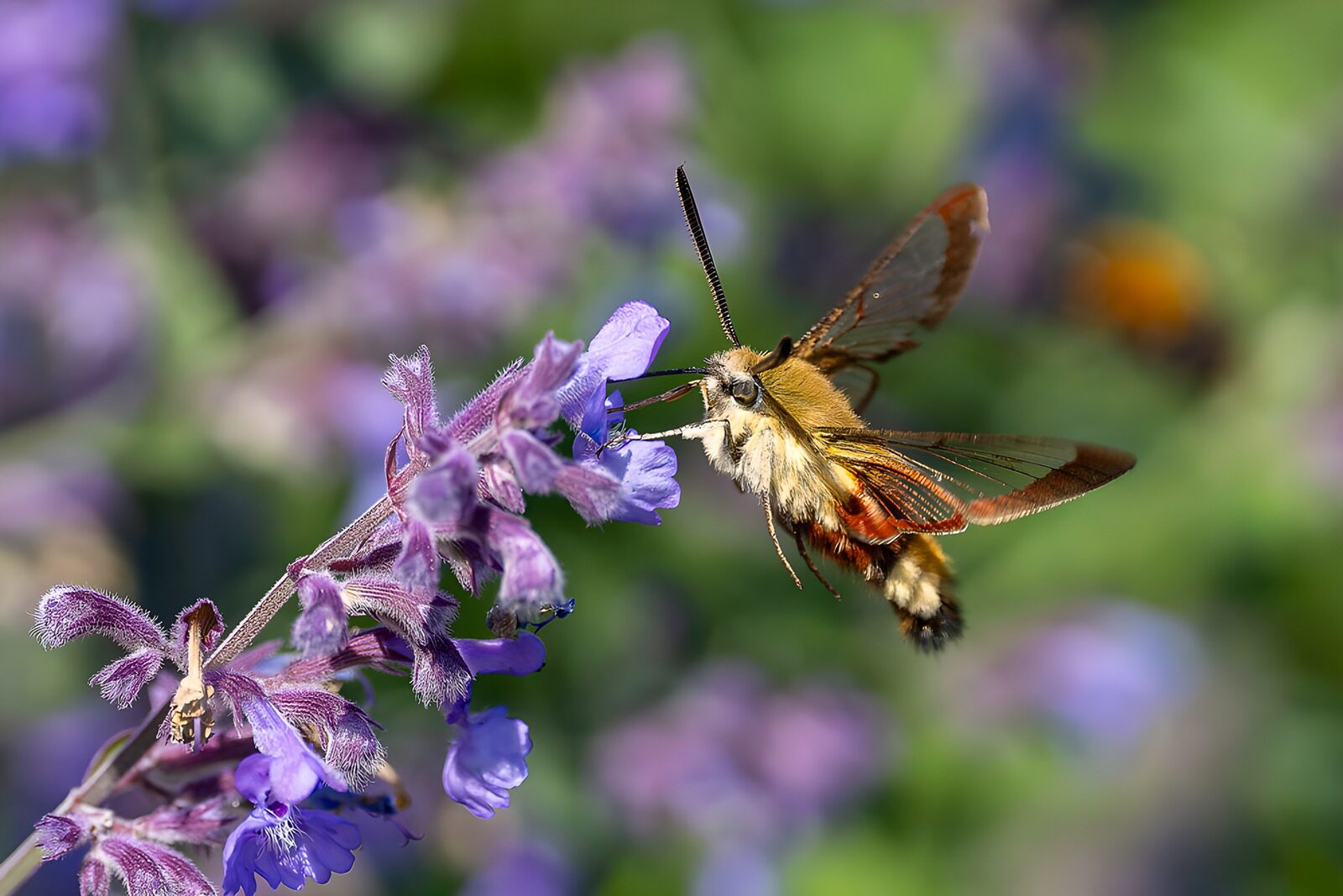 Schmetterlingsmotte an lila Blüten