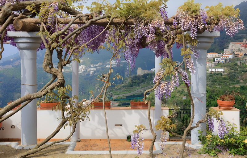 Blühende Glyzinien an einer Pergola