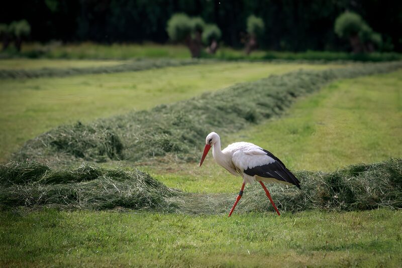 Weißstorch im grünen Feld
