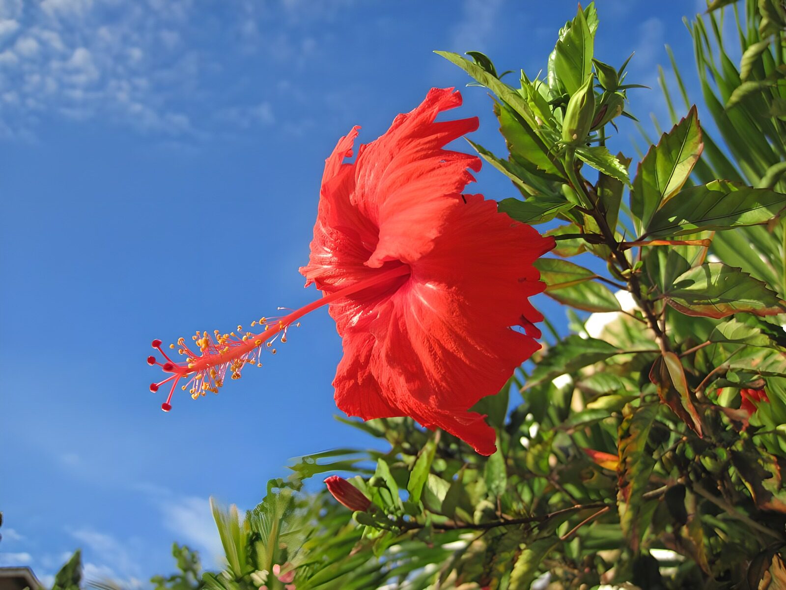 Rote Hibiskusblüte im Sonnenlicht