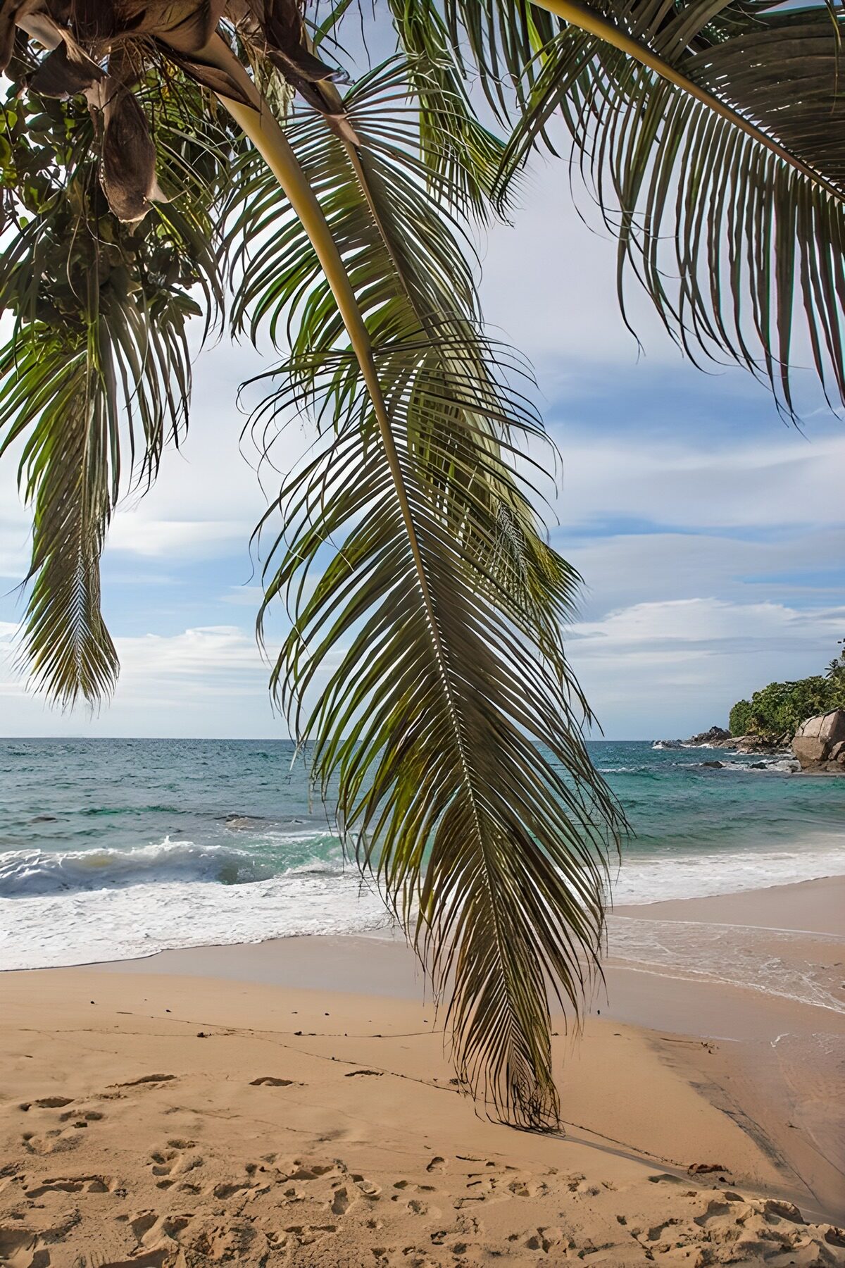Palmen am Strand mit sanften Wellen