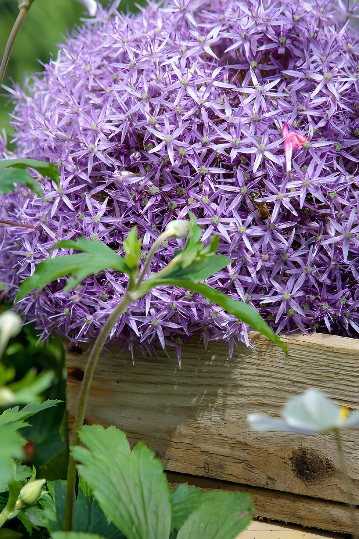 Lila Blütenpracht im Garten
