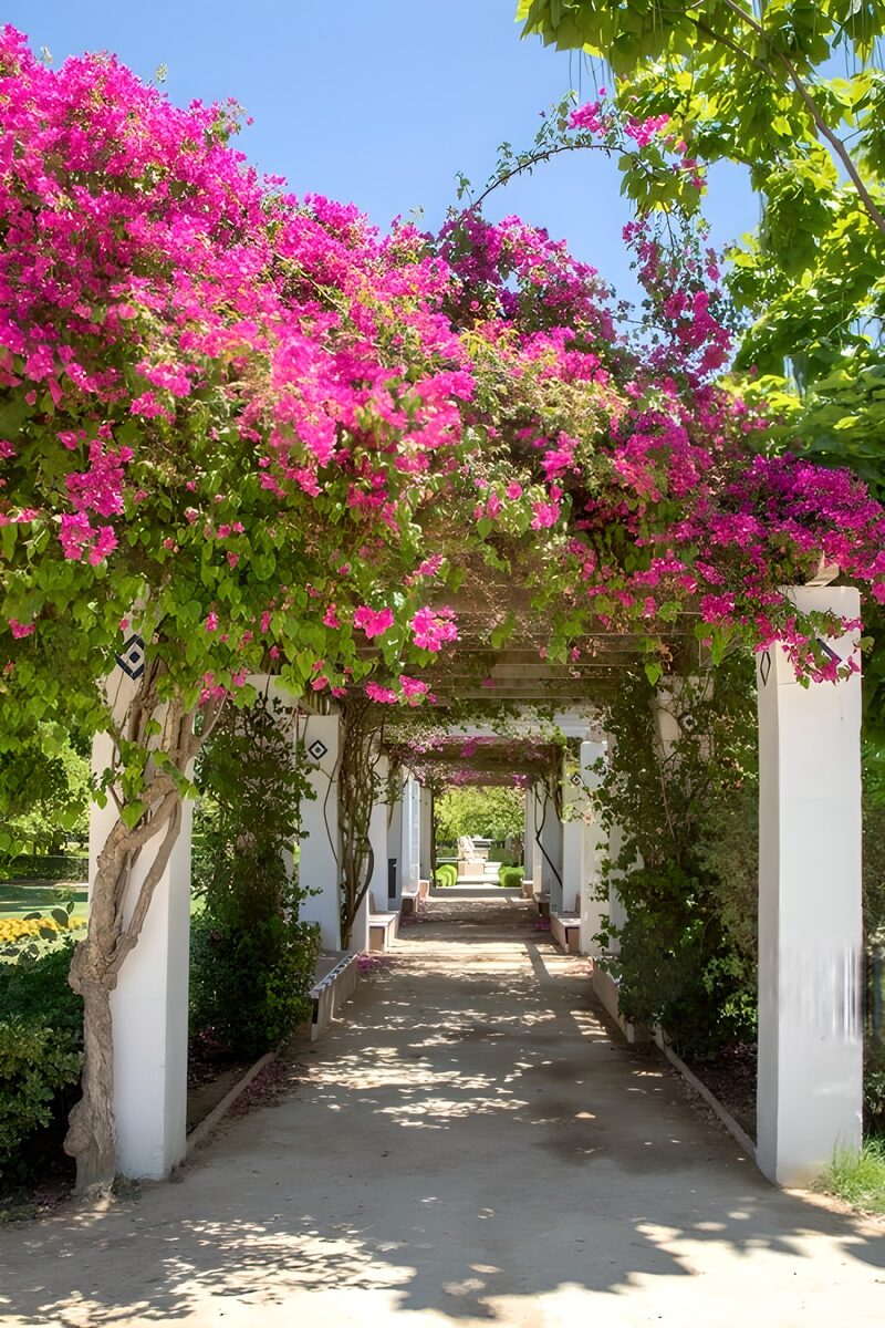 Blühender Gartenweg unter Bougainvillea