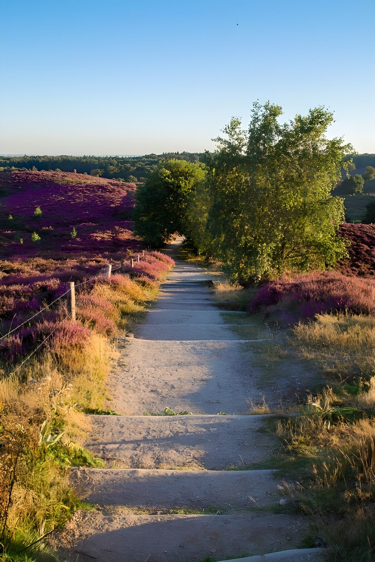 Wunderschöner Wanderweg durch die Heide