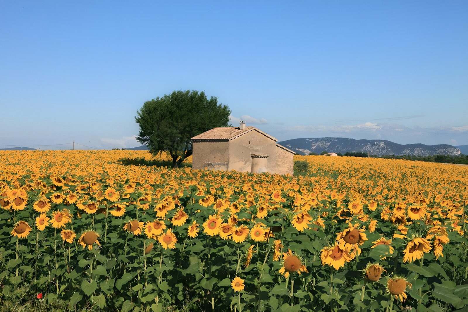 Sonnenblumenfeld mit altem Bauernhaus