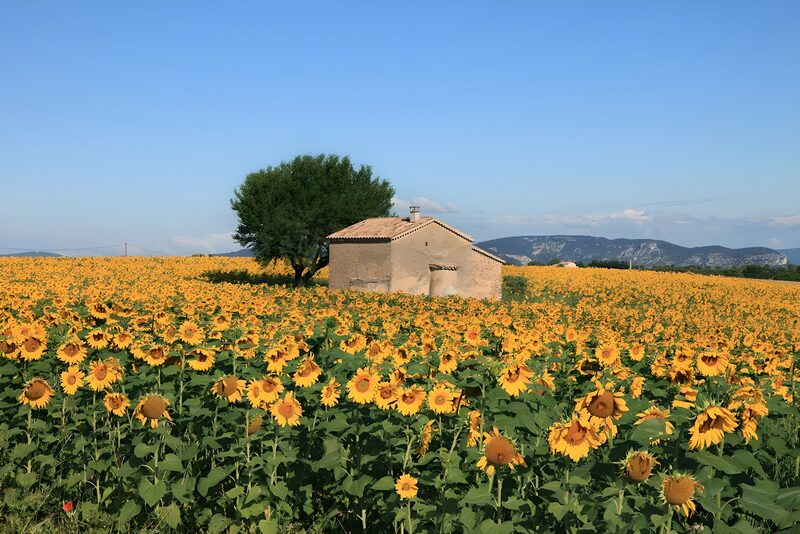 Sonnenblumenfeld mit altem Bauernhaus