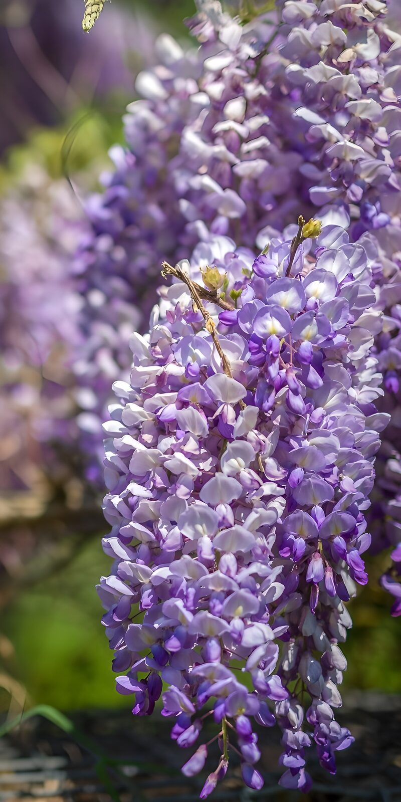 Wisteria in voller Blüte