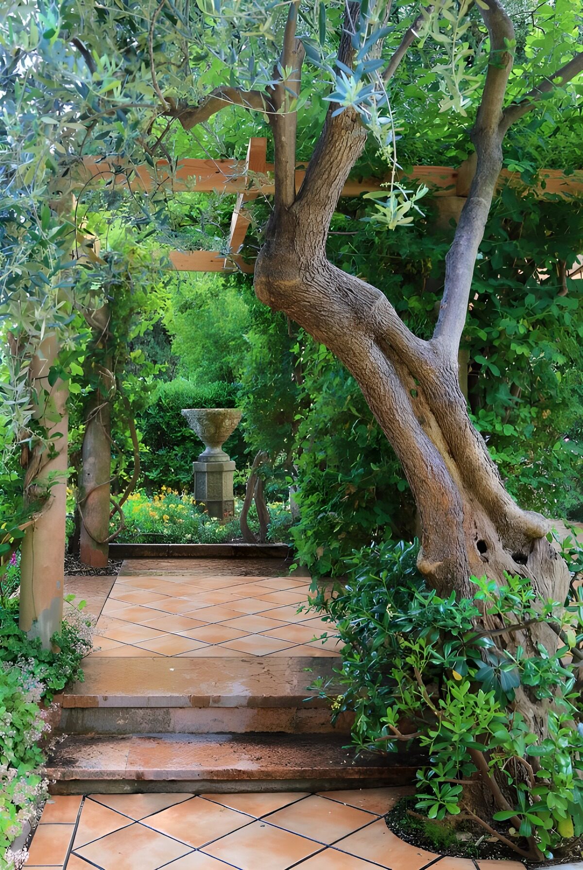 Ruhiger Gartenweg unter Olivenbaum